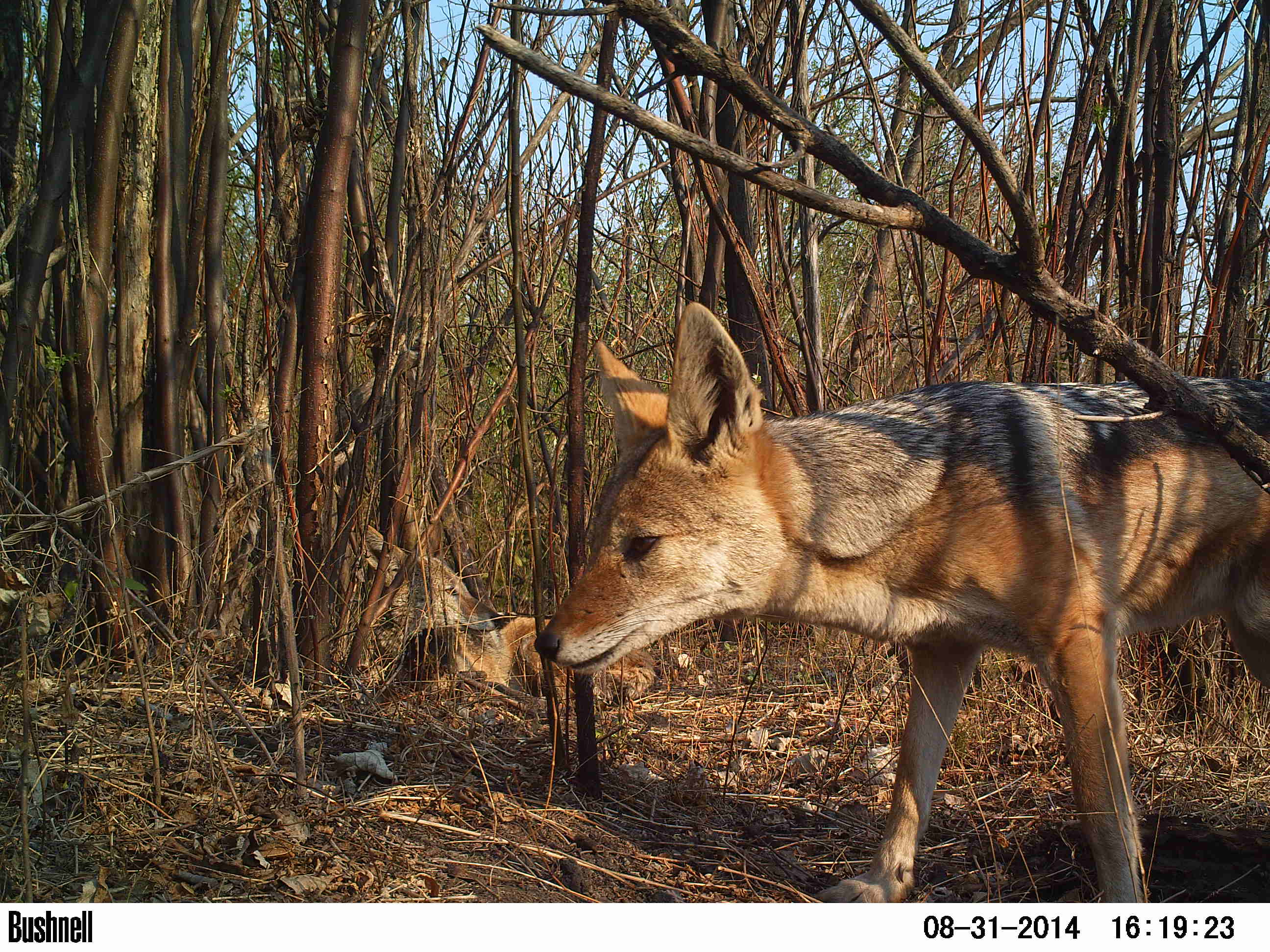 Black-backed Jackal in the Kyalami area